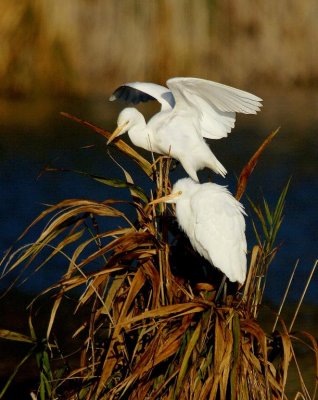 Cattle Egret