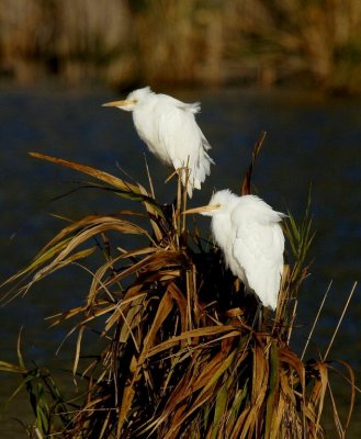 Cattle Egret