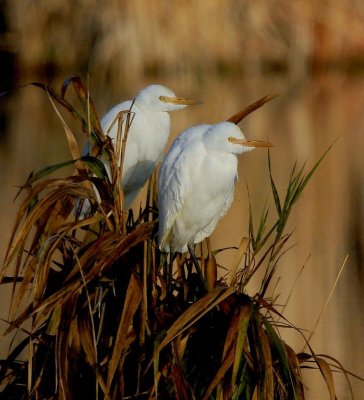 Cattle Egret