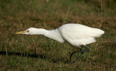 Cattle Egret