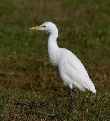 Cattle Egret