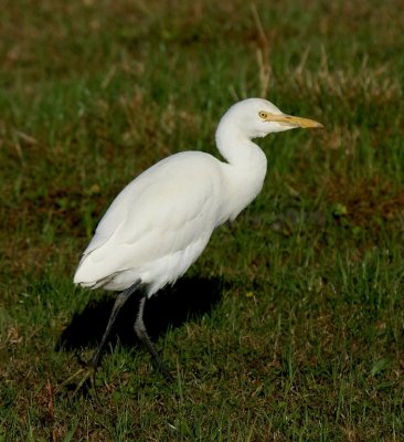 Cattle Egret