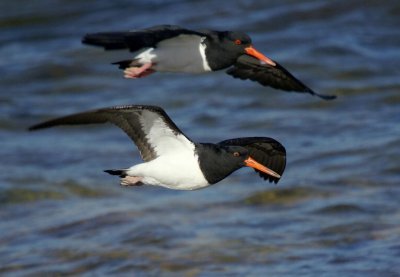 Pied Oystercatcher (1st year, nearest, and adult)