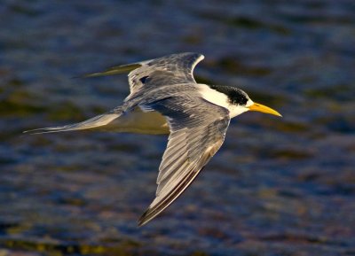 Crested Tern