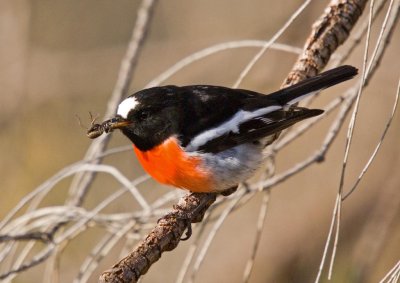 Scarlet Robin (male with spider)