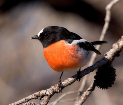 Scarlet Robin (male)