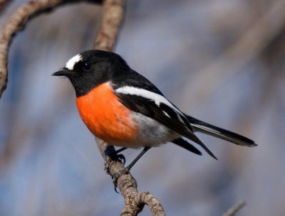 Scarlet Robin (male)