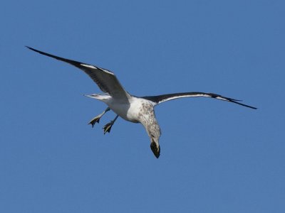 Kelp Gull (learning to break shells by dropping them)