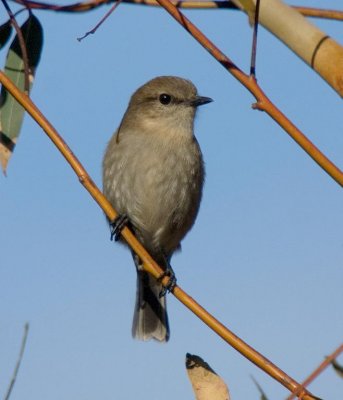 Dusky Robin