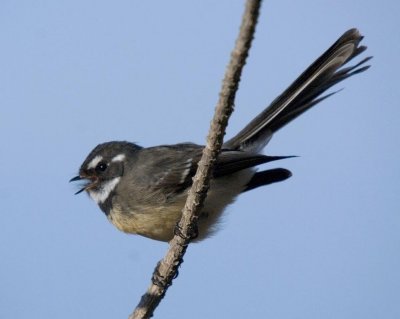 Grey Fantail