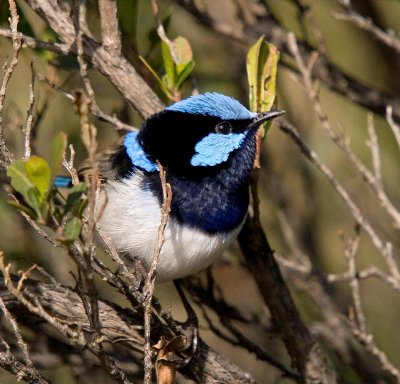 Superb Fairy-wren (male)