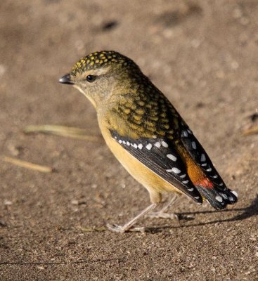 Spotted Pardalote (female)