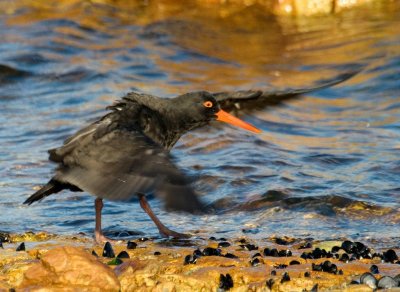 Sooty Oystercatcher (wing drying)