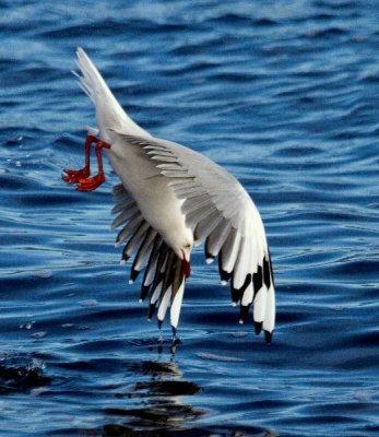 Silver Gull (diving for food)