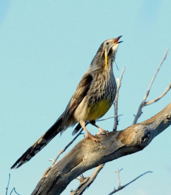 Yellow Wattlebird