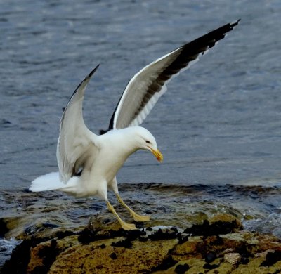 Kelp Gull