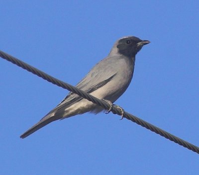 Black-faced Cuckoo-shrike