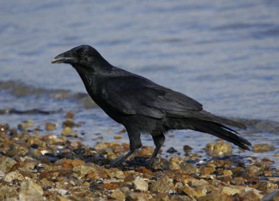 Forest Raven (juvenile)