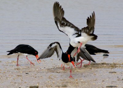 Pied Oystercatcher