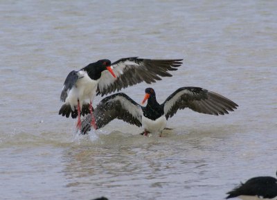 Pied Oystercatcher