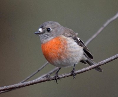 Scarlet Robin