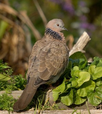 Spotted Turtle-Dove