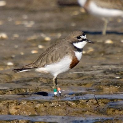 Double-banded Plover (double-banded!)