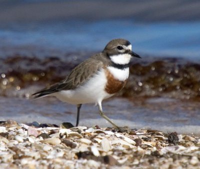 Double-banded Plover