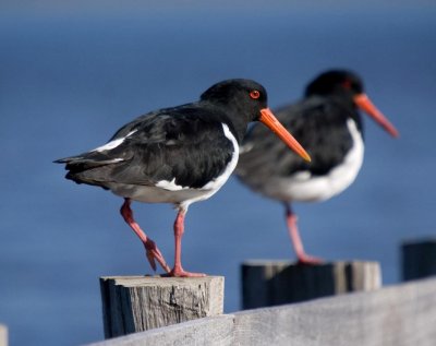 Pied Oystercatcher