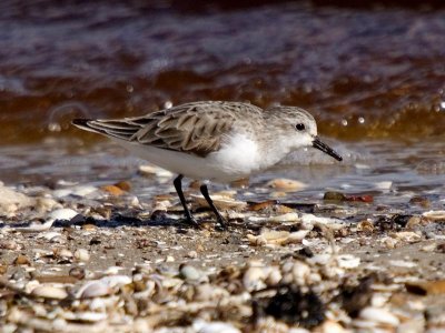 Red-necked Stint (overwintering)