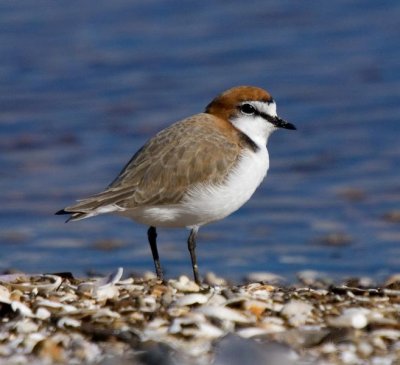 Red-capped Plover (male)