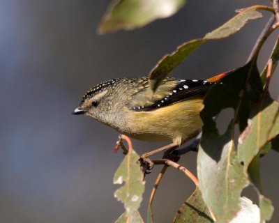 Spotted Pardalote (female)