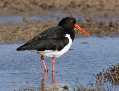 Pied Oystercatcher