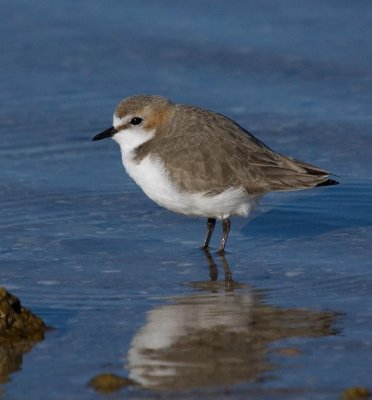 Red-capped Plover (female)