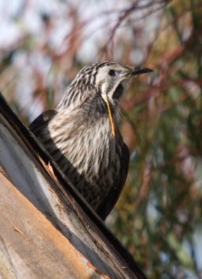 Yellow Wattlebird