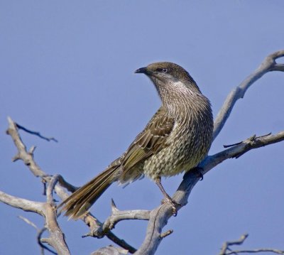 Little Wattlebird