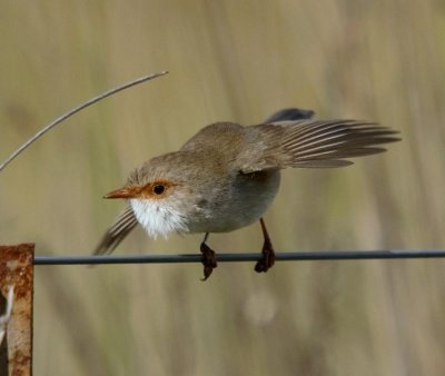 Superb Fairy-wren (displaying)