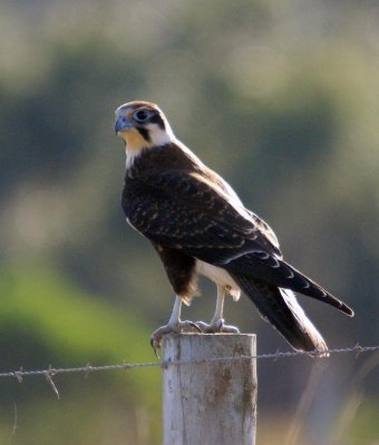 Brown Falcon (immature)