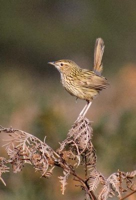 Striated Fieldwren