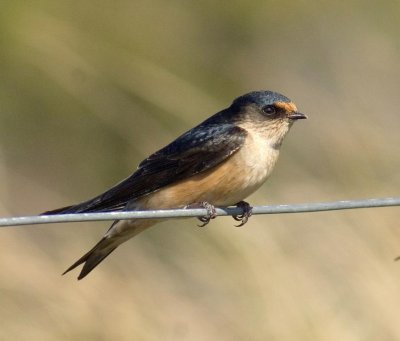 Tree Martin