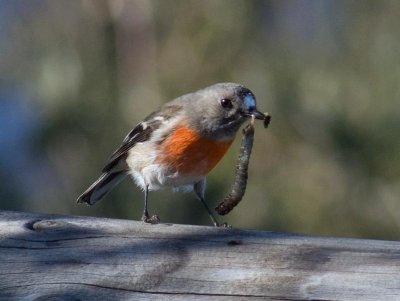 Scarlet Robin