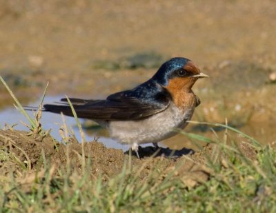 Welcome Swallow