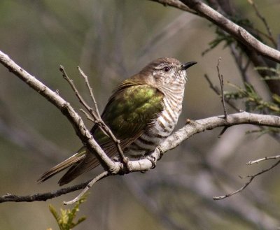 Shining Bronze-Cuckoo