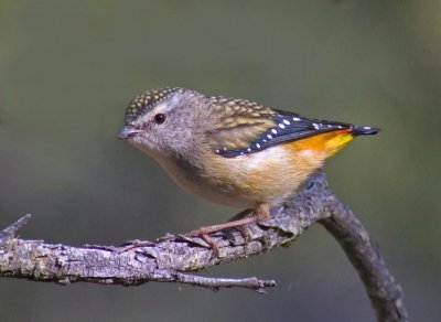 Spotted Pardalote (female)