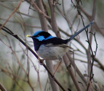 Superb Fairy-wren (carrying gift)