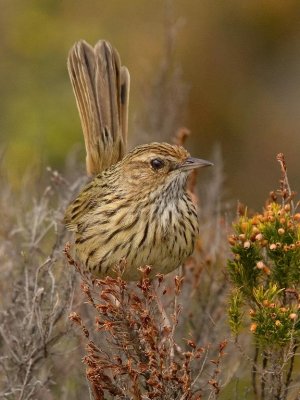 Striated Fieldwren