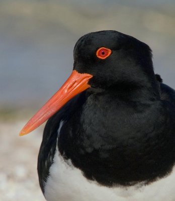 Pied Oystercatcher