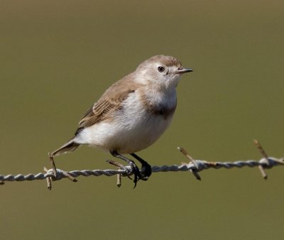 White-fronted Chat  (juvenile)