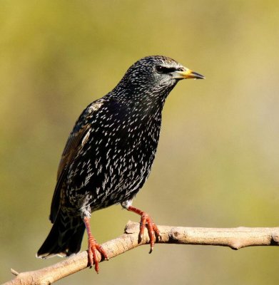 Common Starling