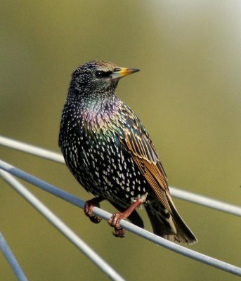 Common Starling